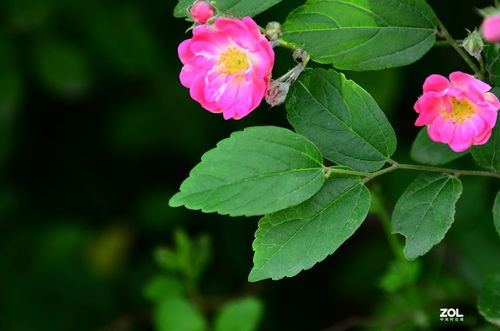 花卉元素與數碼產品的設計融合 科技中的自然美學